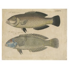 Antique Two Species of Wrasse Fish – Hand-Colored Engraving, c.1780