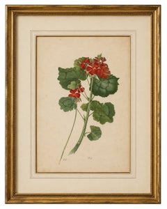 Zwei Stiele mit roten Blüten – Botanische Aquarellzeichnung von A.L., 1819
