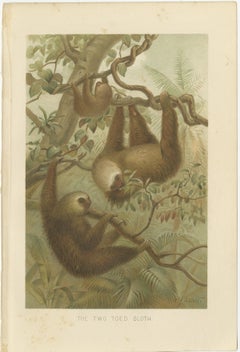 Two-Toed Sloth – Antique Natural History Chromolithograph, 1894