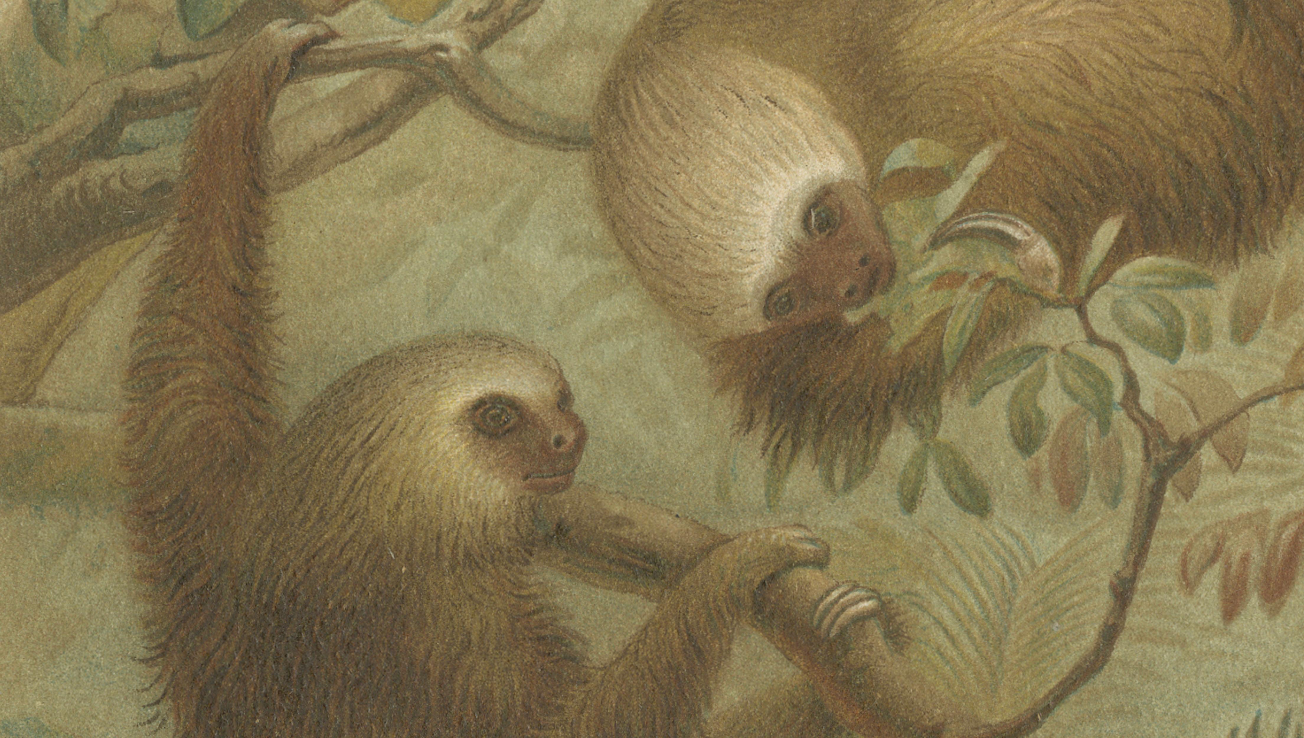 Two-Toed Sloth – Antique Natural History Chromolithograph, 1894