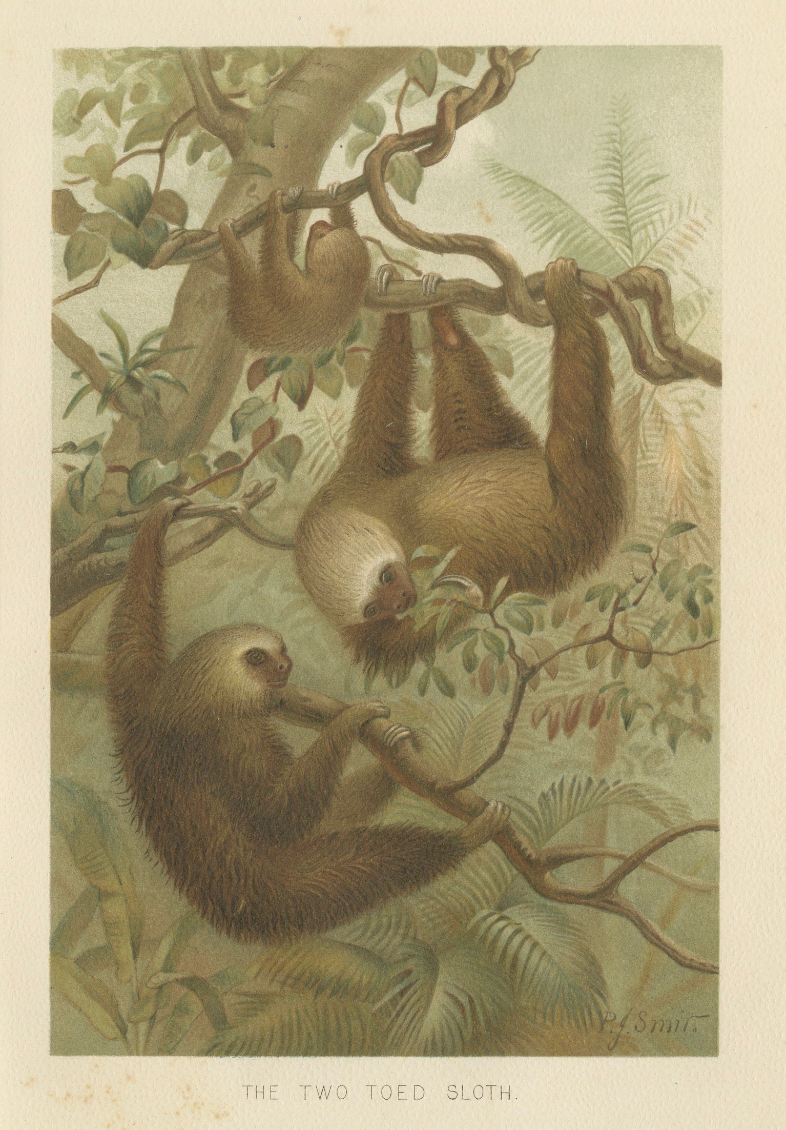 Two-Toed Sloth – Antique Natural History Chromolithograph, 1894 For Sale
