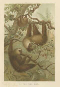 Two-Toed Sloth – Antique Natural History Chromolithograph, 1894