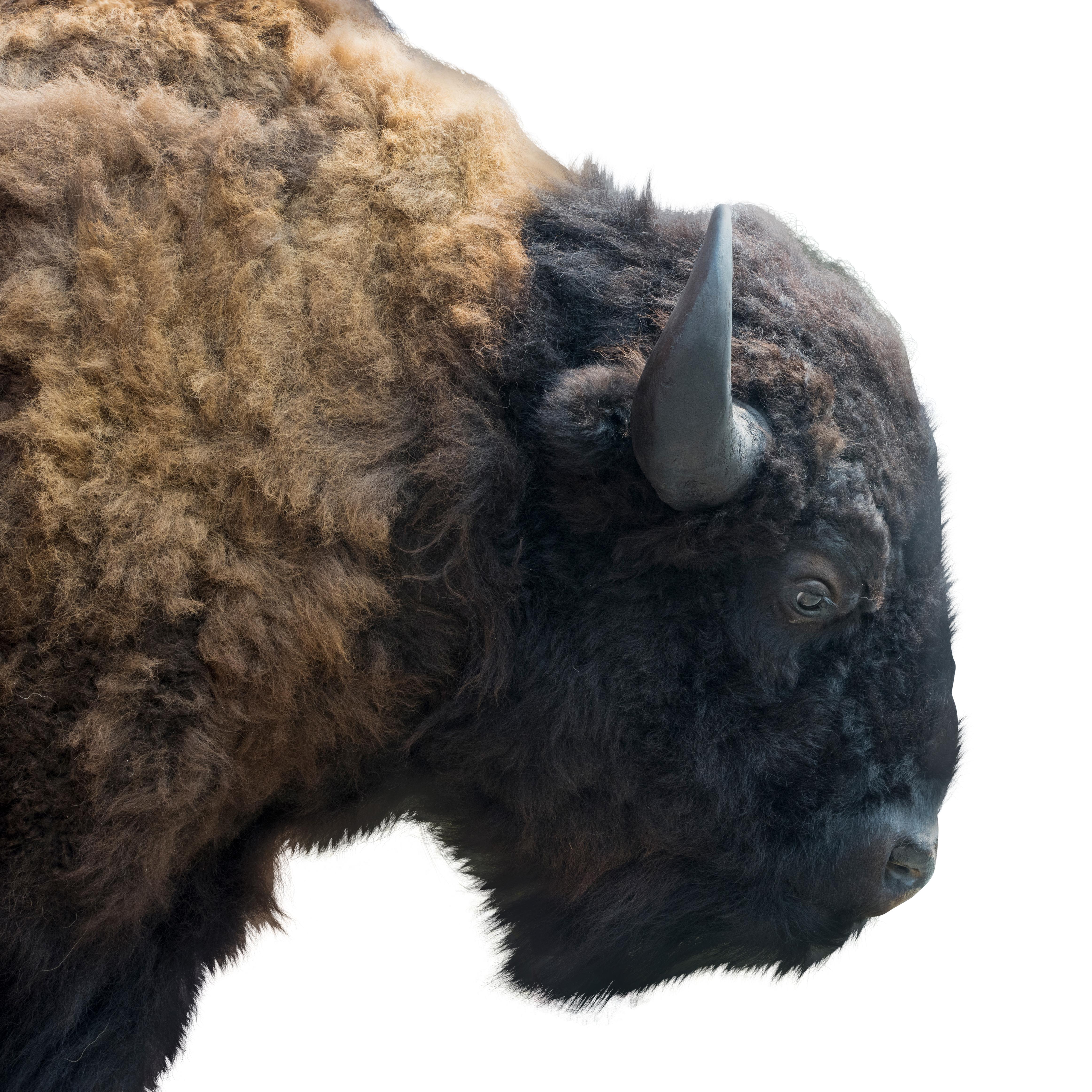 distillation pharmacy attract Buffalo Taxidermy - 8 For Sale on 1stDibs | cape buffalo taxidermy, buffalo  head mount, buffalo head taxidermy for sale