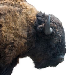 Two Tone Buffalo Herd Taxidermy Bull