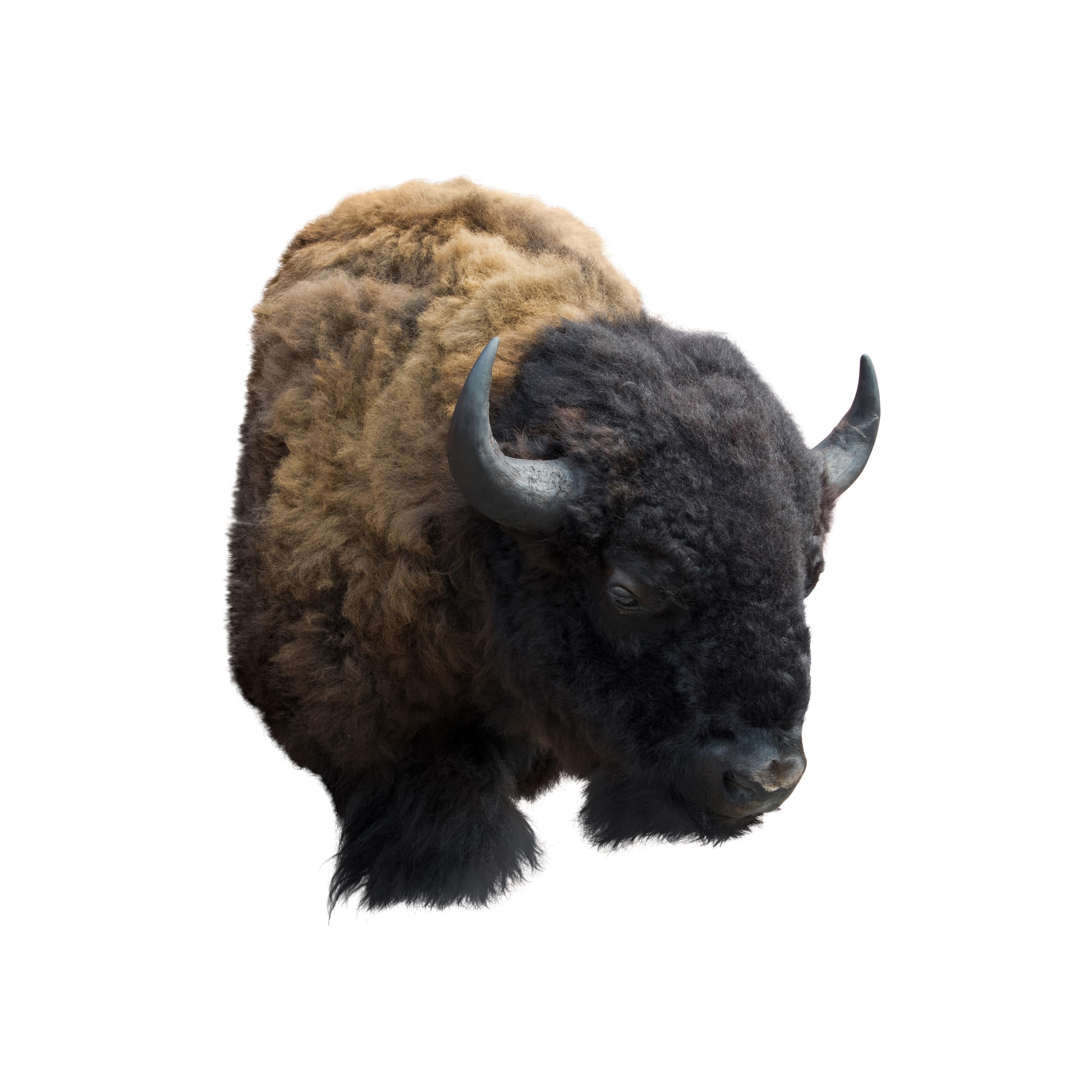 Two Tone Buffalo Herd Taxidermy Bull In Good Condition In Coeur d'Alene, ID