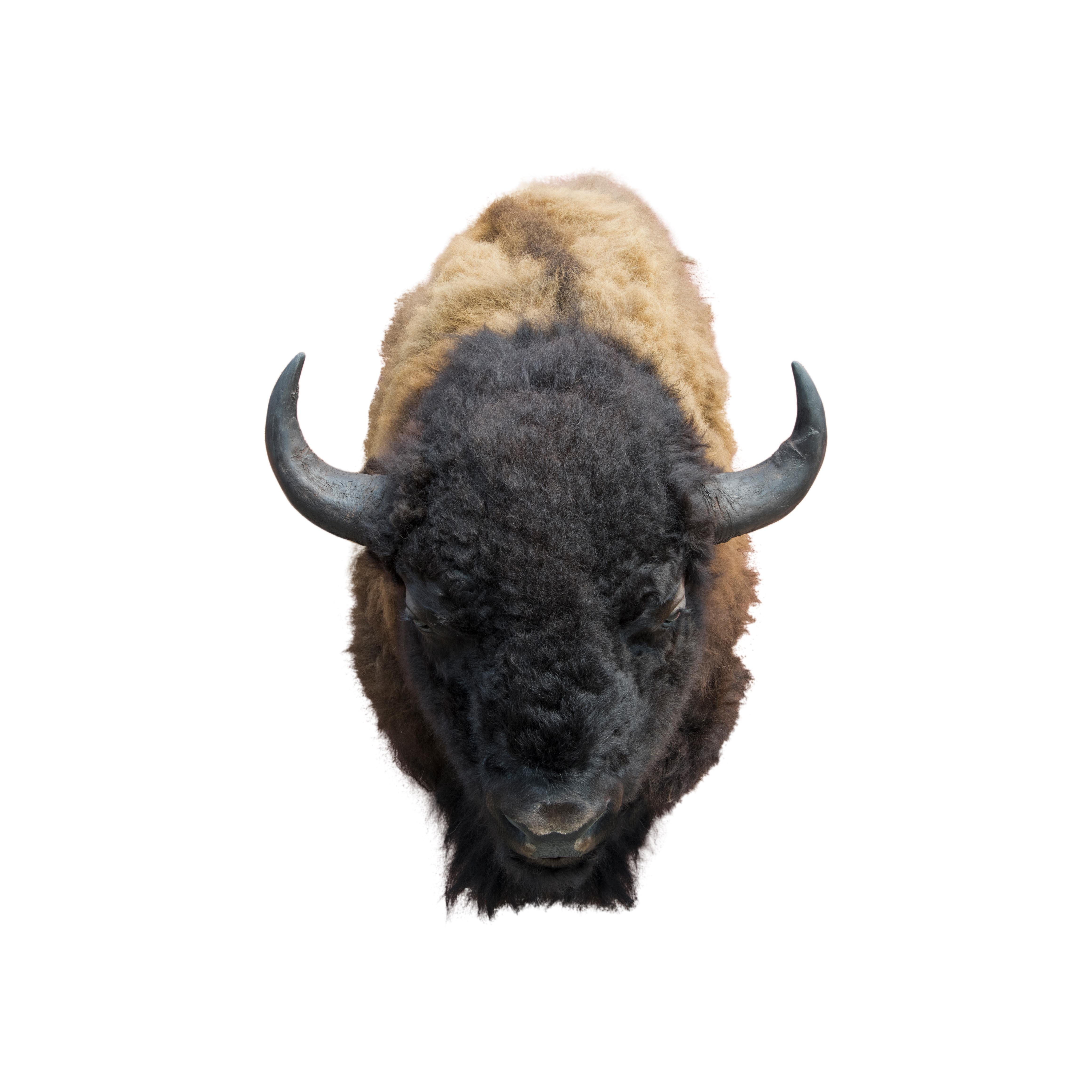 Contemporary Two Tone Buffalo Herd Taxidermy Bull