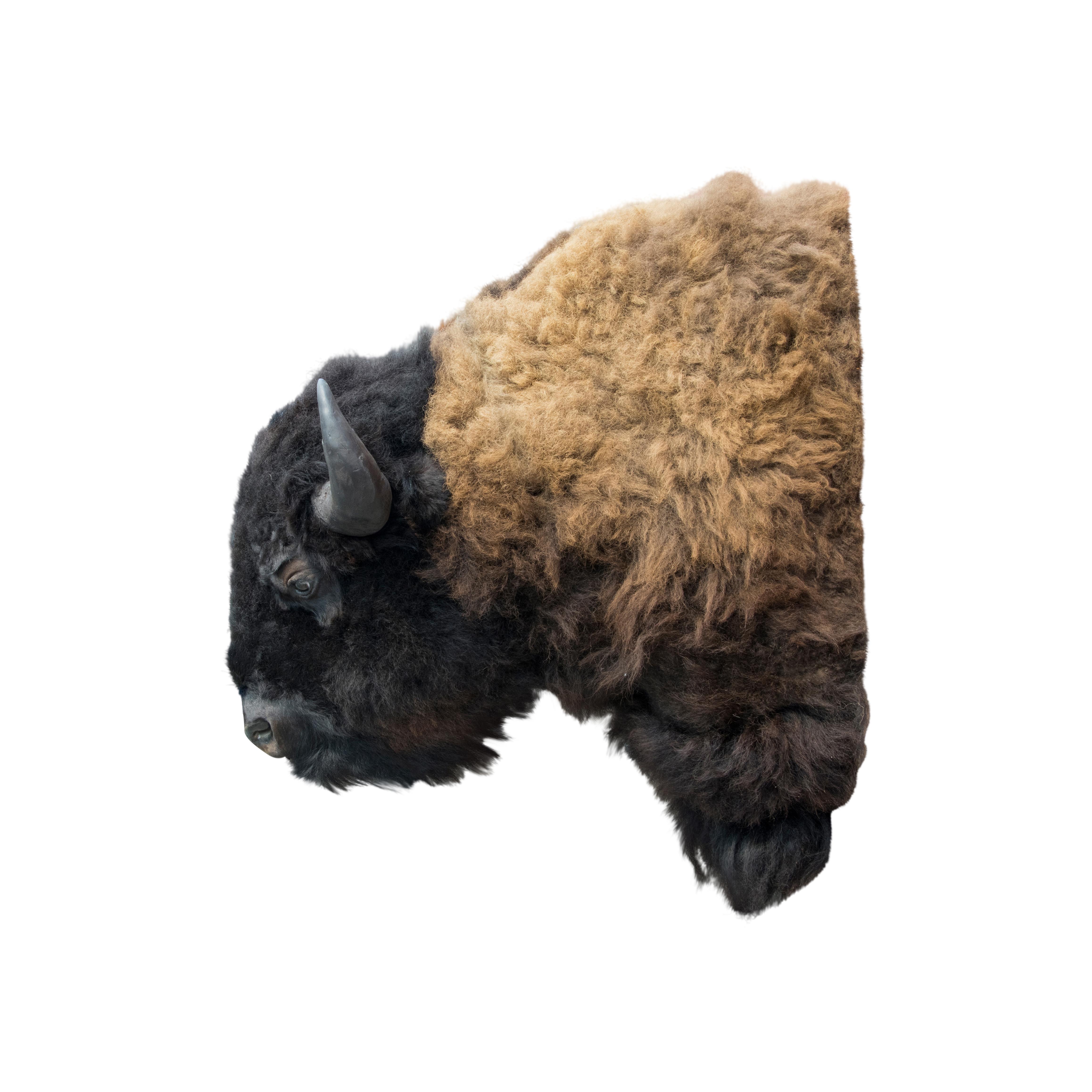 Other Two Tone Buffalo Herd Taxidermy Bull