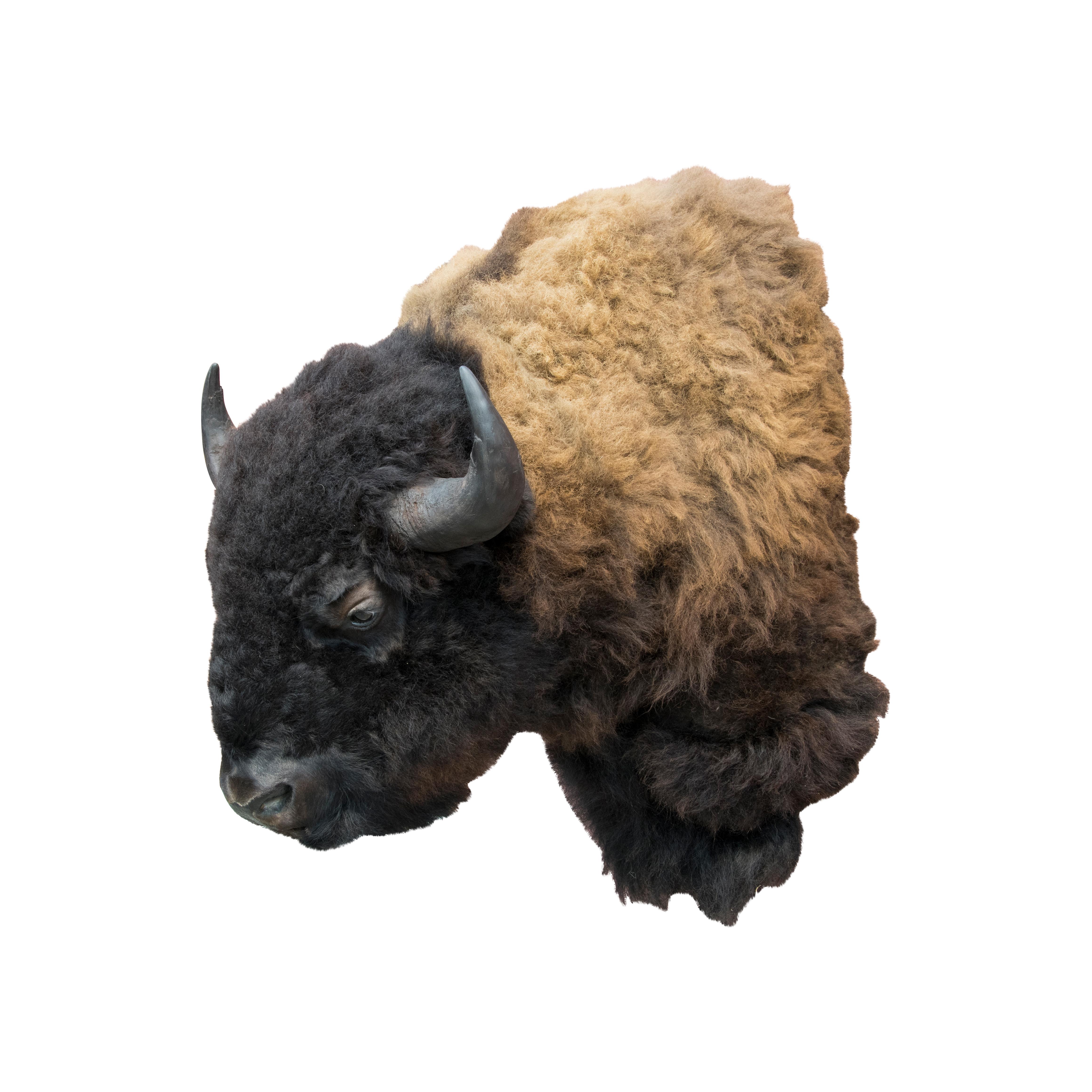 Two Tone Buffalo Herd Taxidermy Bull 1