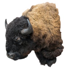 Two Tone Buffalo Herd Taxidermy Bull