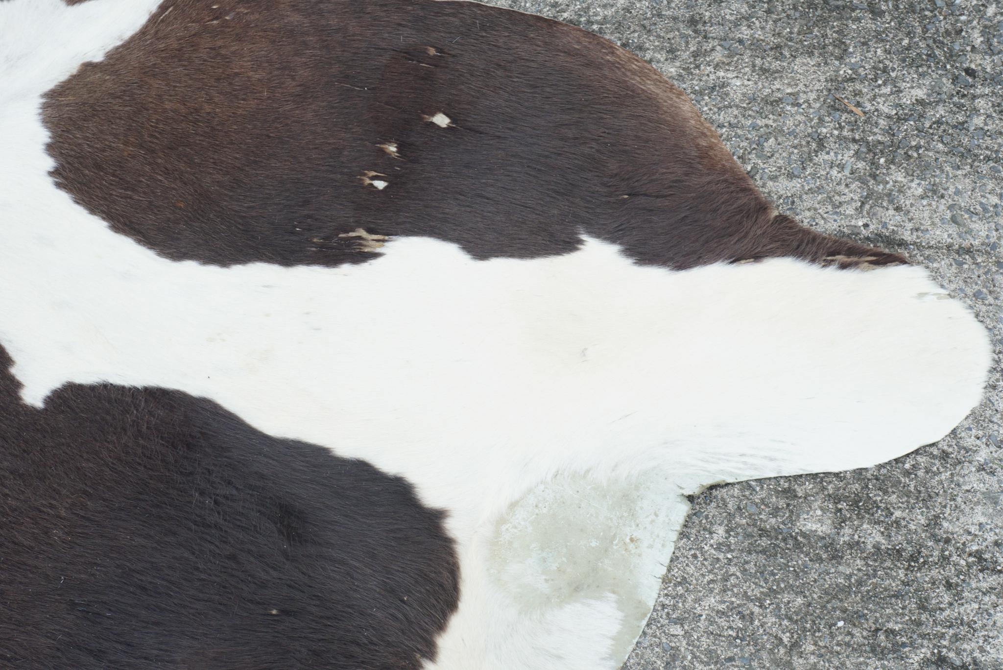 vintage cowhide rug