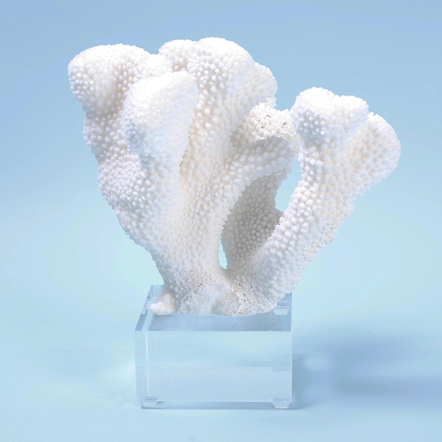 Authentic sustainable Pacific Elkhorn and Branch coral specimens each with sea inspired form, organic texture, and striking bleached white color. Presented in their glory on custom Lucite stands. Priced individually. 

Coral requiring export from