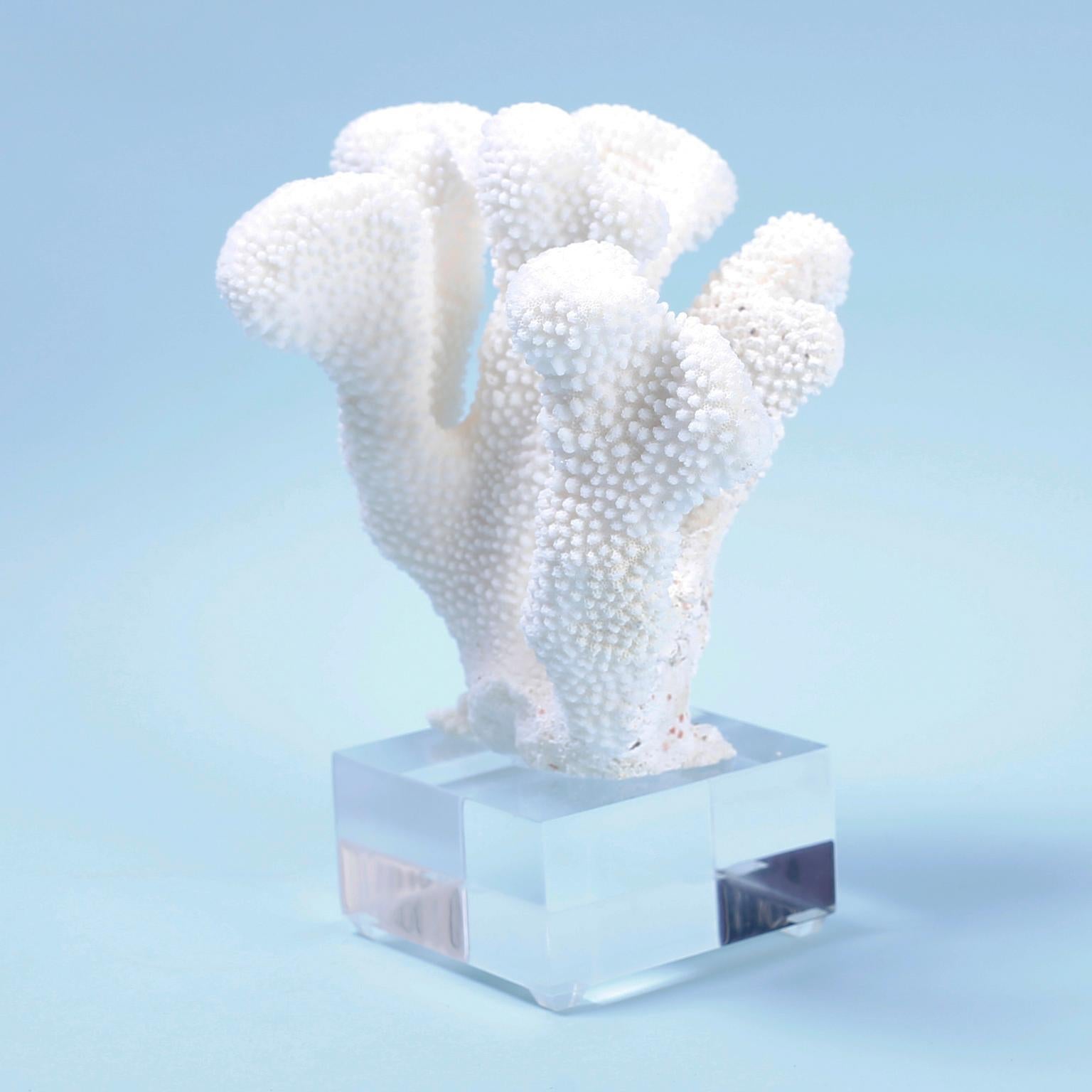 Solomon Islands Two White Coral Specimens on Lucite, Priced Individually