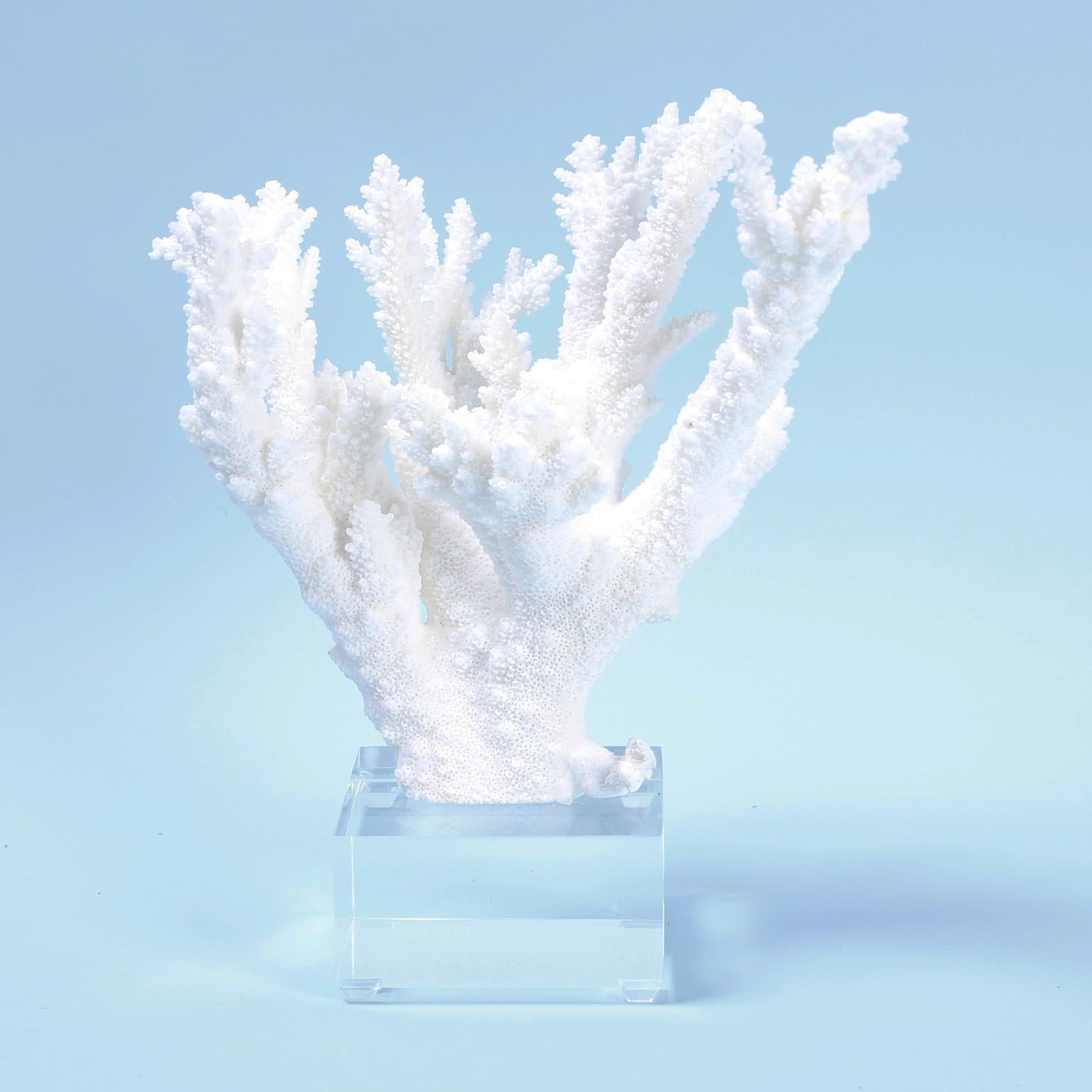 Two White Coral Specimens on Lucite, Priced Individually In Excellent Condition In Palm Beach, FL