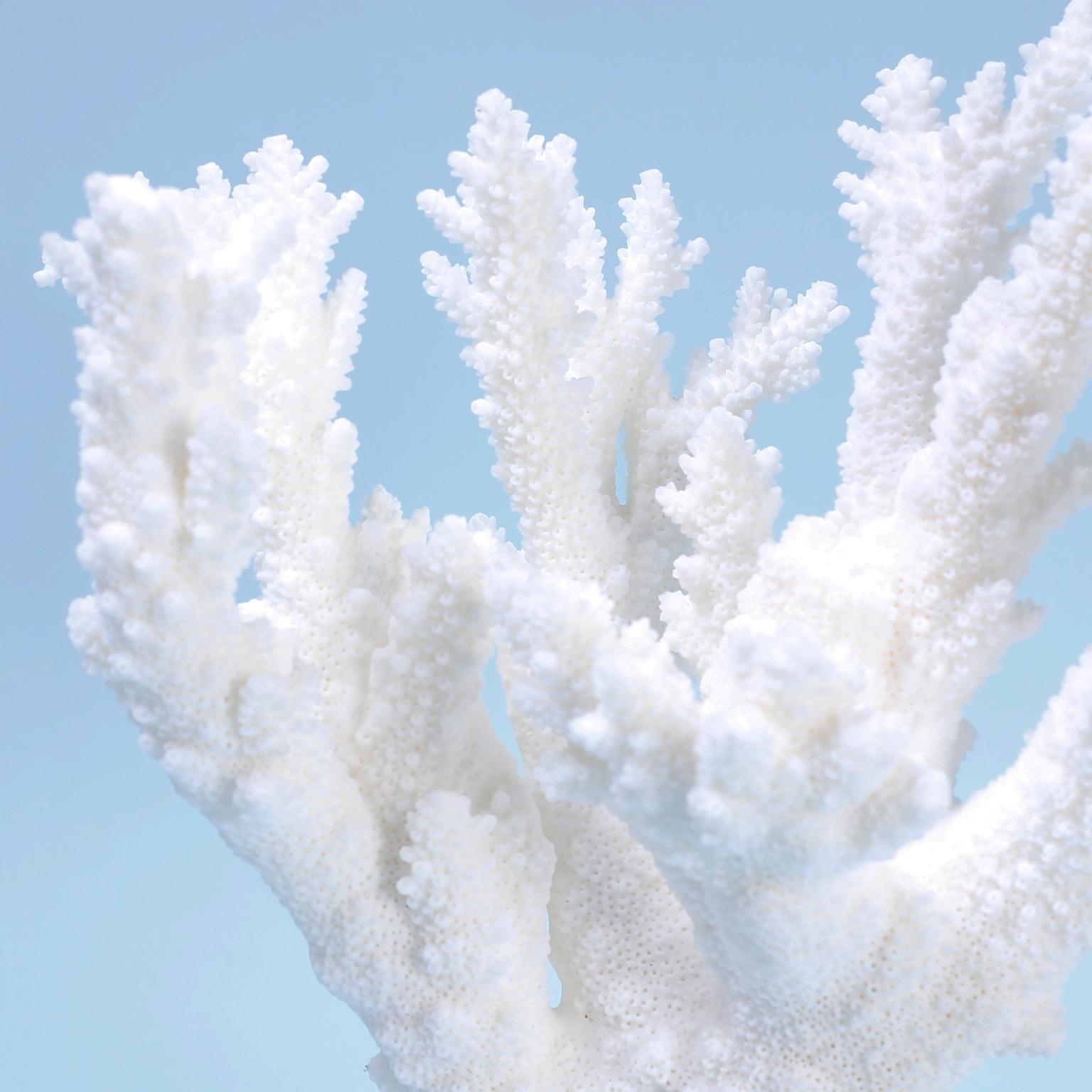 Contemporary Two White Coral Specimens on Lucite, Priced Individually