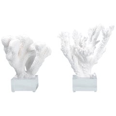 Two White Coral Specimens on Lucite, Priced Individually