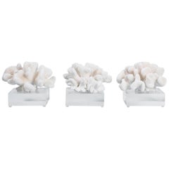 Deux spécimens de corail blanc sur lucite, prix individuel