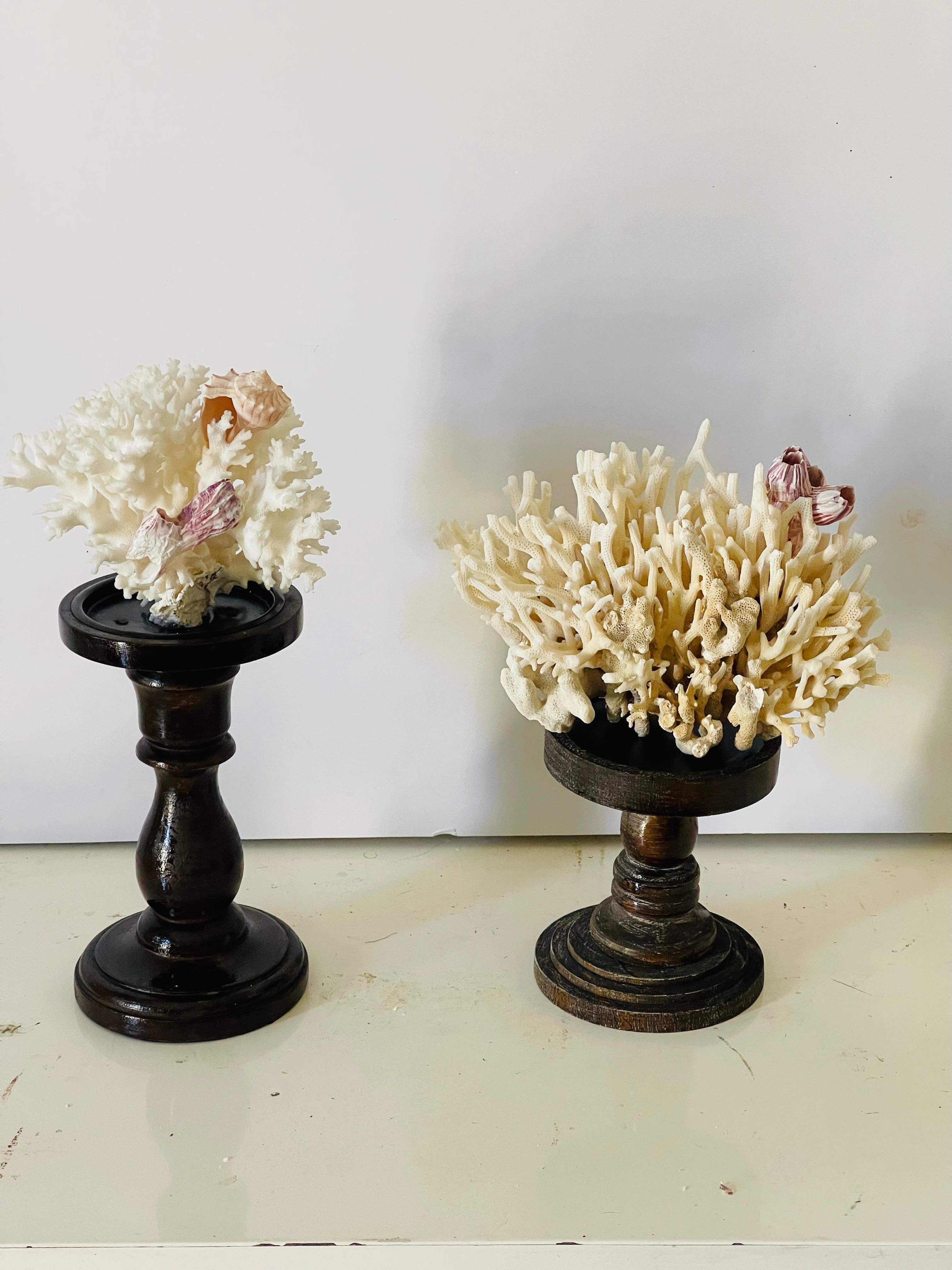 Vintage pair of white coral, sea shell and barnacle clusters  natural specimens placed on wood stands. 