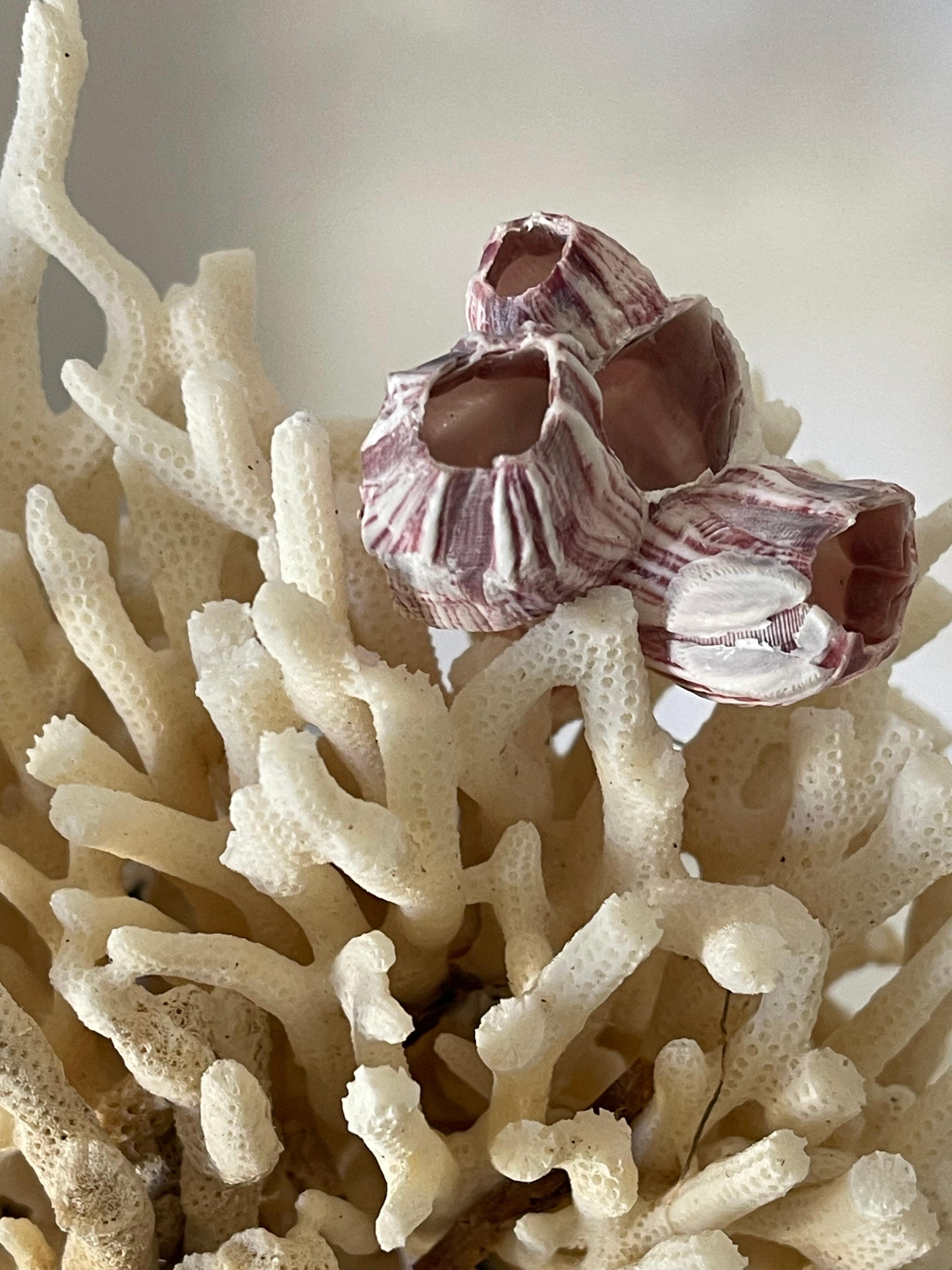 American Two White Coral Specimens with Sea Shells on Stands For Sale