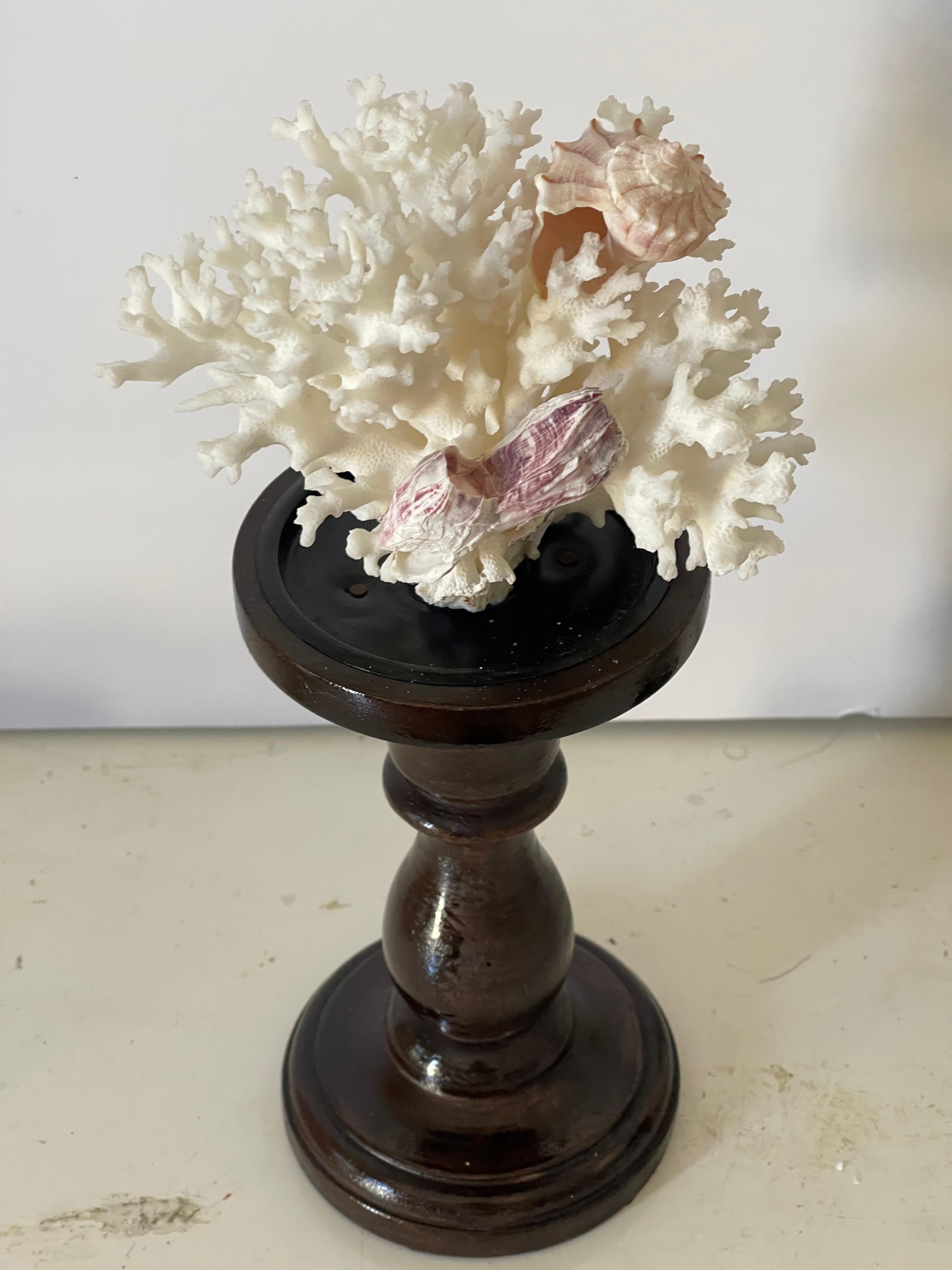Two White Coral Specimens with Sea Shells on Stands In Good Condition For Sale In Boca Raton, FL