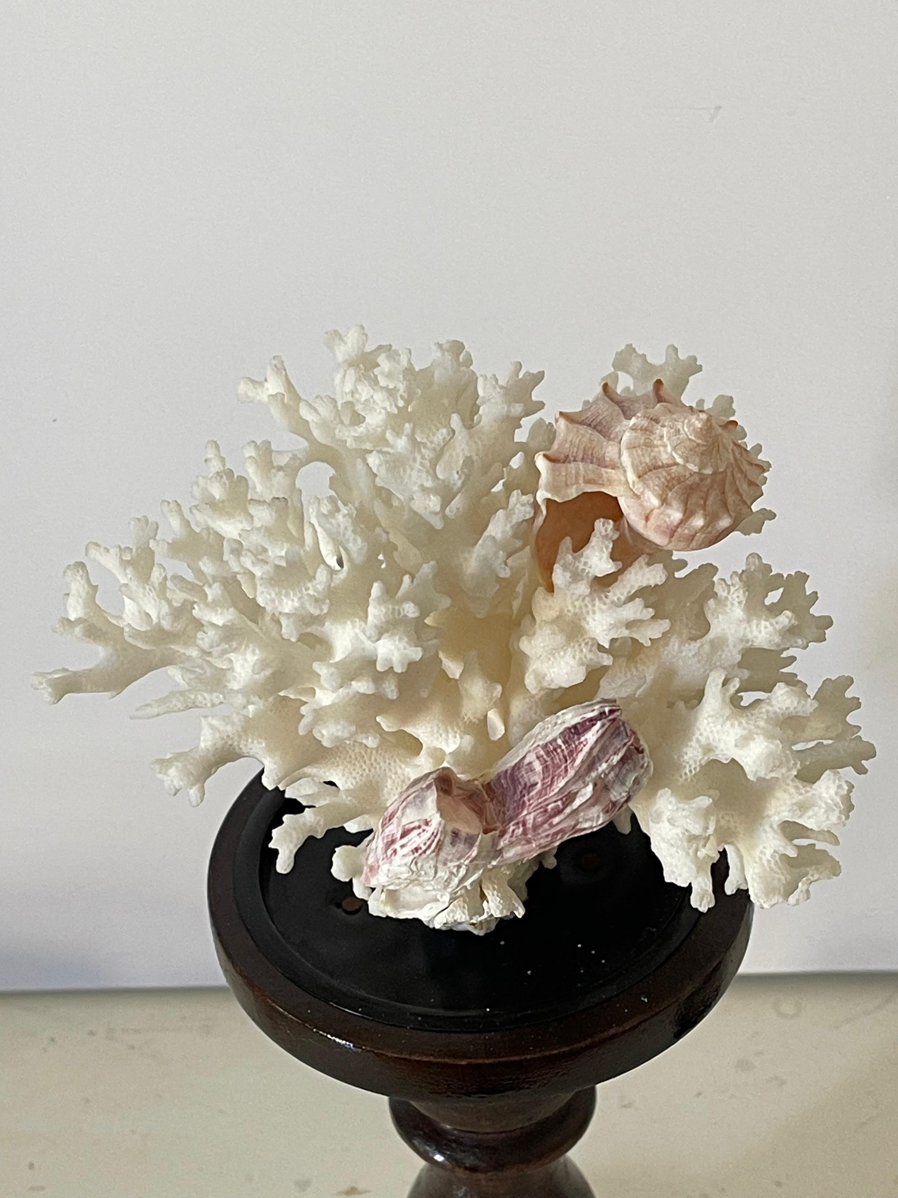 Late 20th Century Two White Coral Specimens with Sea Shells on Stands For Sale