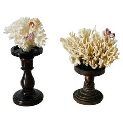 Dos Especímenes de Coral Blanco con Conchas Marinas en Soportes