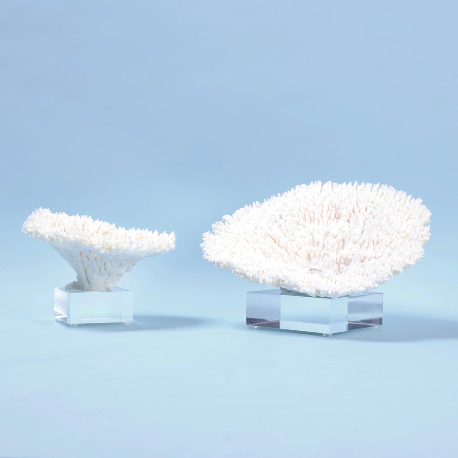 Two table coral specimens each with its own alluring form, delicate textures, and clean bleached white color. Presenting these sustainable treasures on custom Lucite stands. Priced individually.

Coral requiring export from the USA, requires