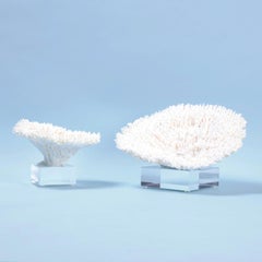 Two White Table Coral Specimens on Lucite