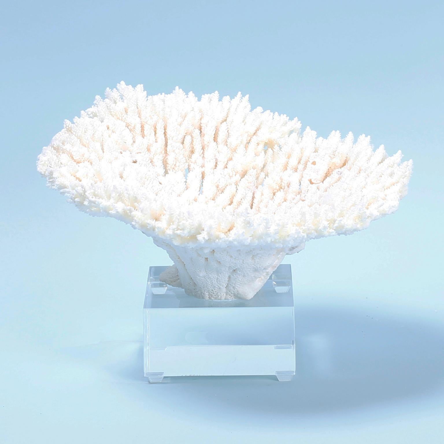 Organic Modern Two White Table Coral Specimens on Lucite