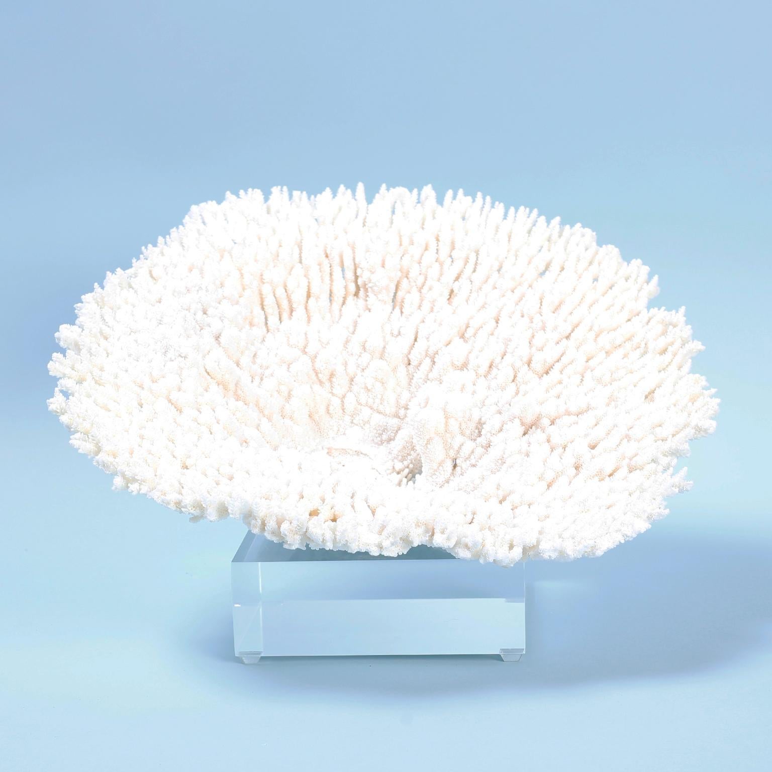 Solomon Islands Two White Table Coral Specimens on Lucite