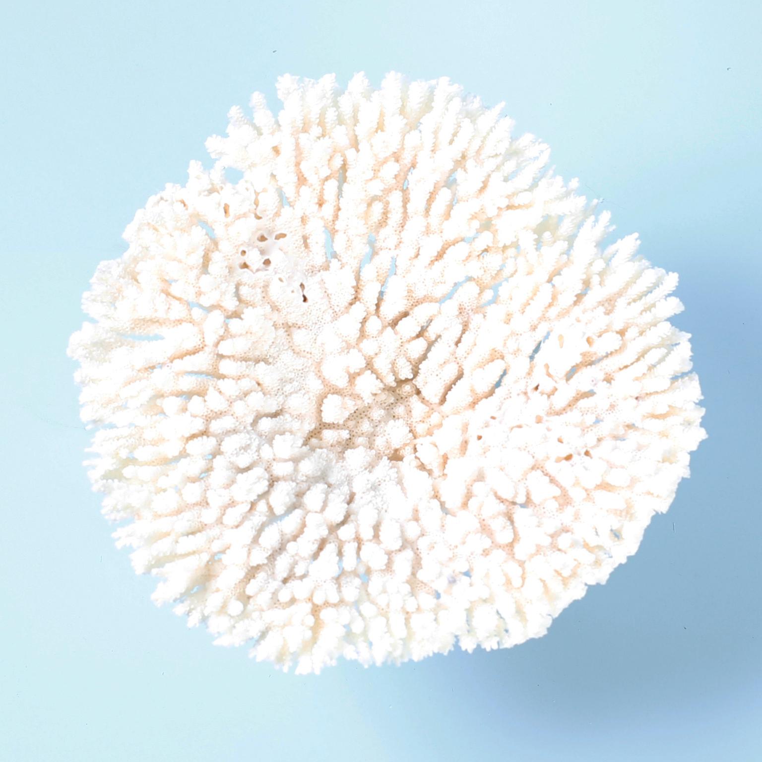 Two White Table Coral Specimens on Lucite 1