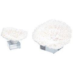 Two White Table Coral Specimens on Lucite