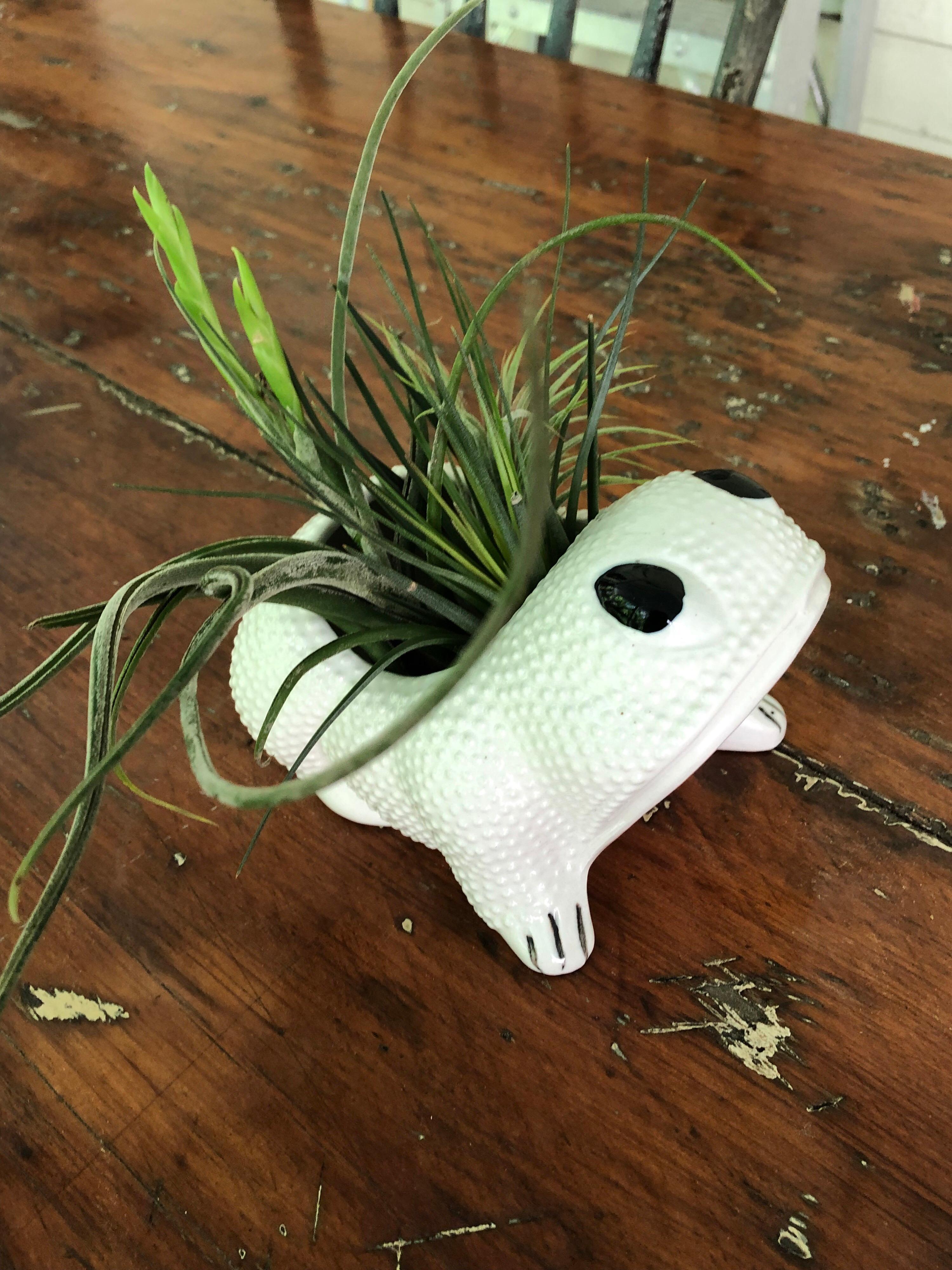 Japanese Two White Toad Form Porcelain Planters