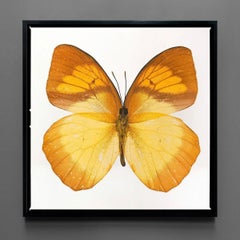 Farfalla