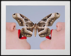 Papillon