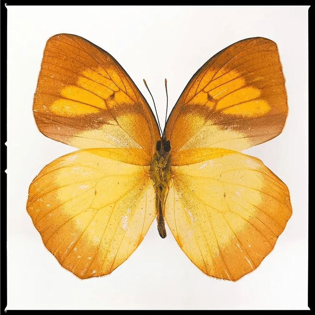 Portrait Photograph de Tyler Shields - Mariposa