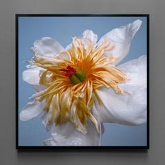 Tulipano "Exotic Emperor"