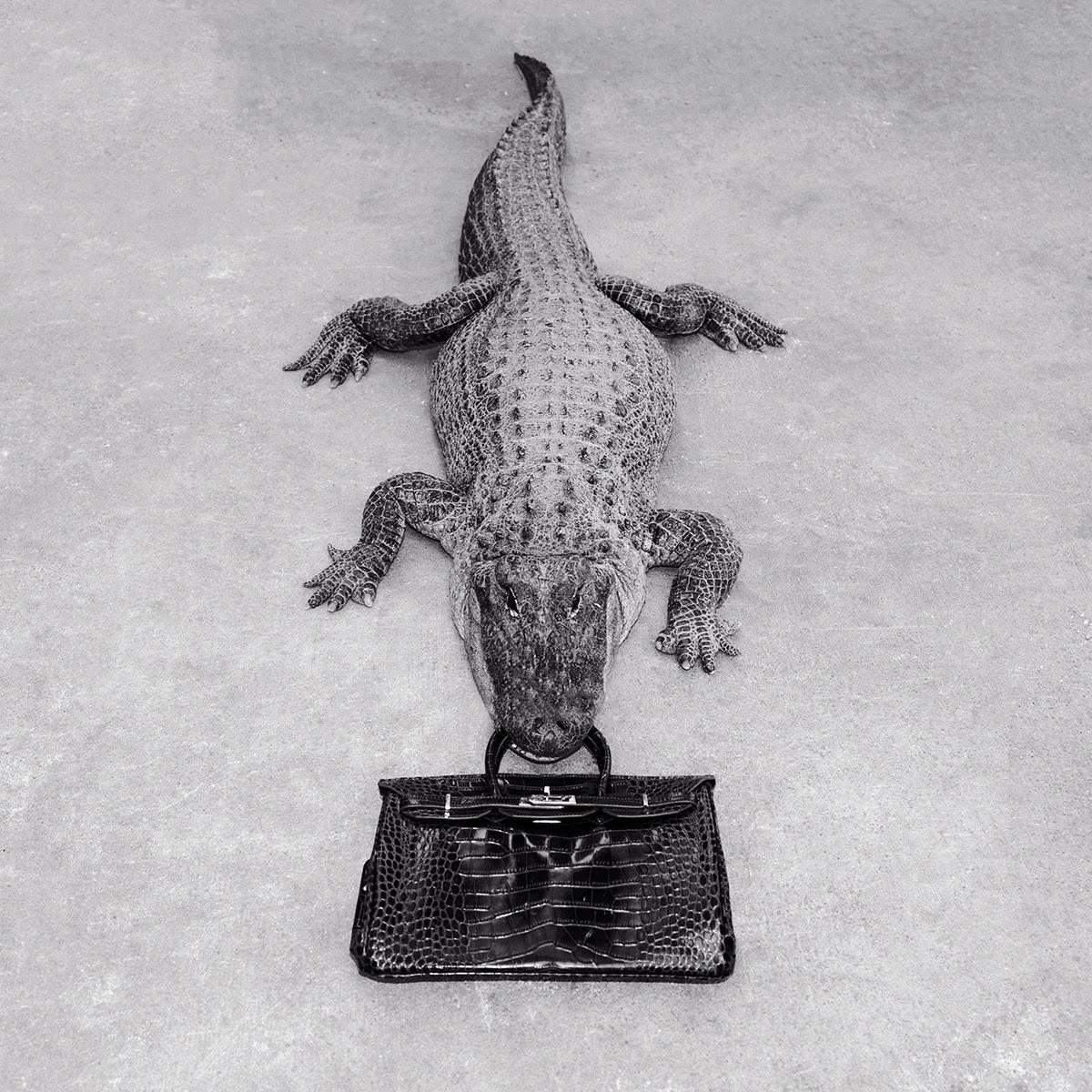 Tyler Shields Still-Life Photograph - Gator Birkin Monochrome (30" x 30")