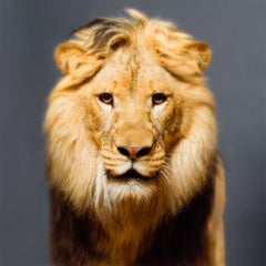 Luke, Photographie, Conteneur d'histoires, Lion