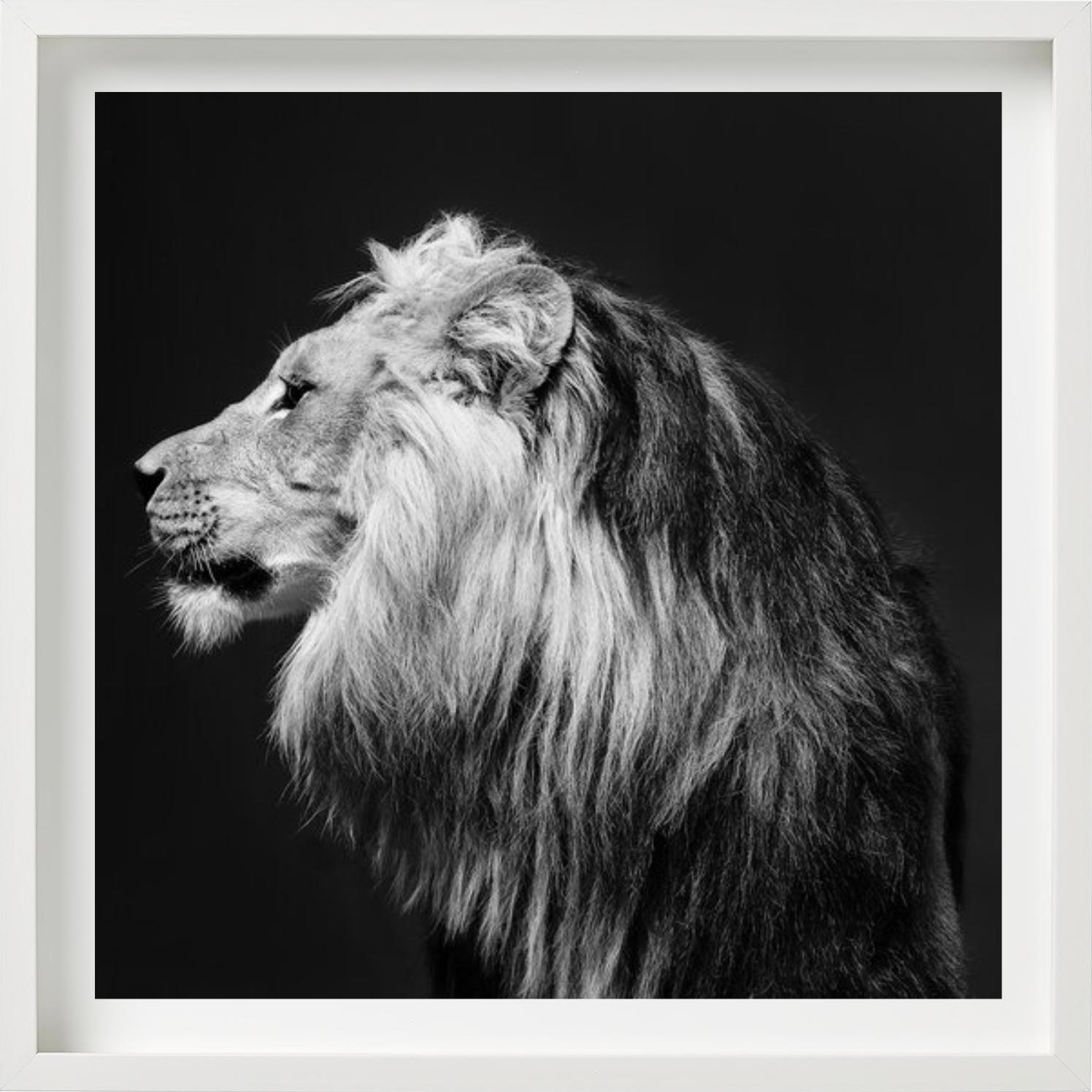 Seitenprofil Löwe, Schwarz-Weiß-Fotografie, fotografiert von Tyler Shields im Jahr 2018. 

Alle Drucke sind in limitierter Auflage erhältlich. Erhältlich in mehreren Größen. Hochwertige Einrahmung auf Anfrage.

Alle Drucke werden von der Künstlerin