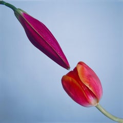 Pollination (18" x 18")