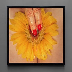 Tournesol