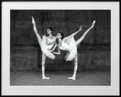 Swans