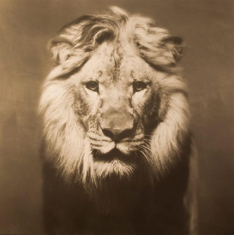 Tyler Shields Color Photograph - The Lion King (40" x 40")
