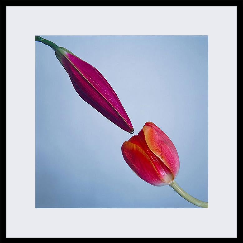 Triptychon Indulgence-Serie von Tyler Shields (Fotografie gerahmt) im Angebot 5