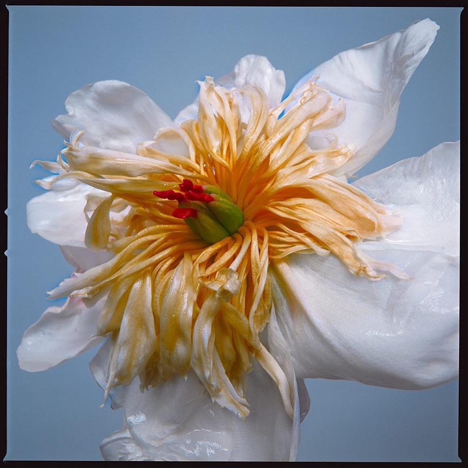 Serie: Blumen
Chromogener Druck auf Kodak Endura Luster Papier
Alle verfügbar:
18" x 18"
30" x 30"
45" x 45"
60" x 60"
70" x 70"
Auflage von 3 + 2 Artist Proof

Schönheit ist subjektiv, was die einen schön finden, sehen die anderen nicht als schön