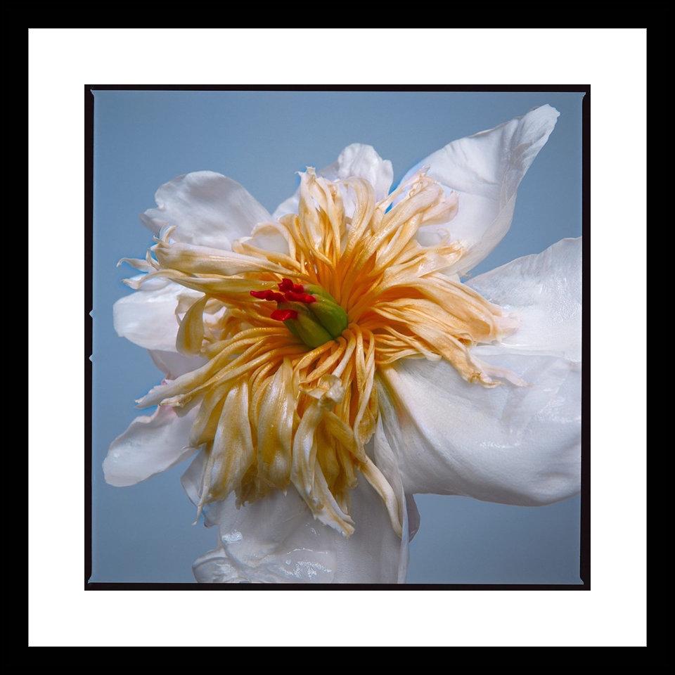 Tyler Shields - Tulipán emperador exótico II, Fotografía 2019, Impresión posterior 1