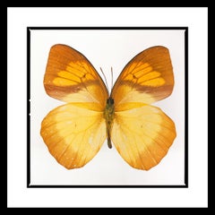 Tyler Shields - Trouver la beauté, photographie 2019, imprimée d'après