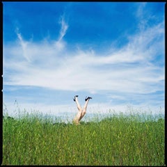 Tyler Shields - Legs in the Tall Grass, Photography 2024, Printed After