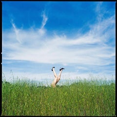Tyler Shields - Piernas en la hierba alta, Fotografía 2024, Impresión posterior