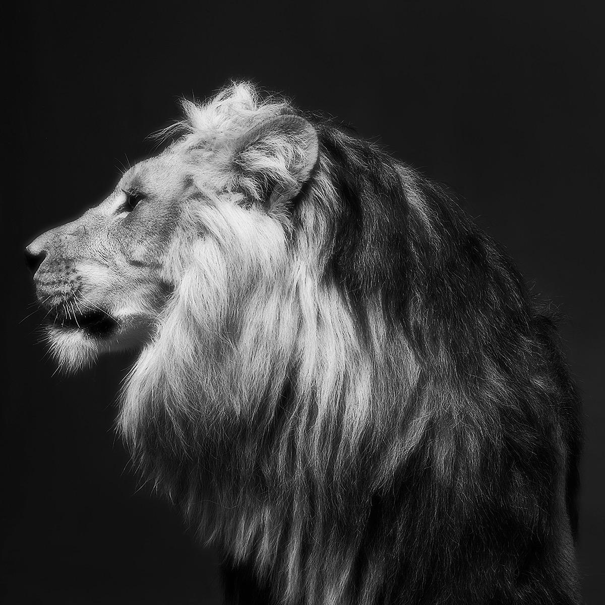 Series: Fairytale
Silver Gelatin
All available sizes & editions for each size of this photograph:
18" x 18"
30" x 30"
45" x 45"
60" x 60"
70" x 70"
Edition of 3 + 2 Artist Proofs

Moonlight Sonata. I was standing face to face with a lion, no cage,